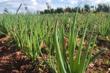 HORTICULTURA: setor é fortalecido com o apoio da Prefeitura de Mandaguaçu 