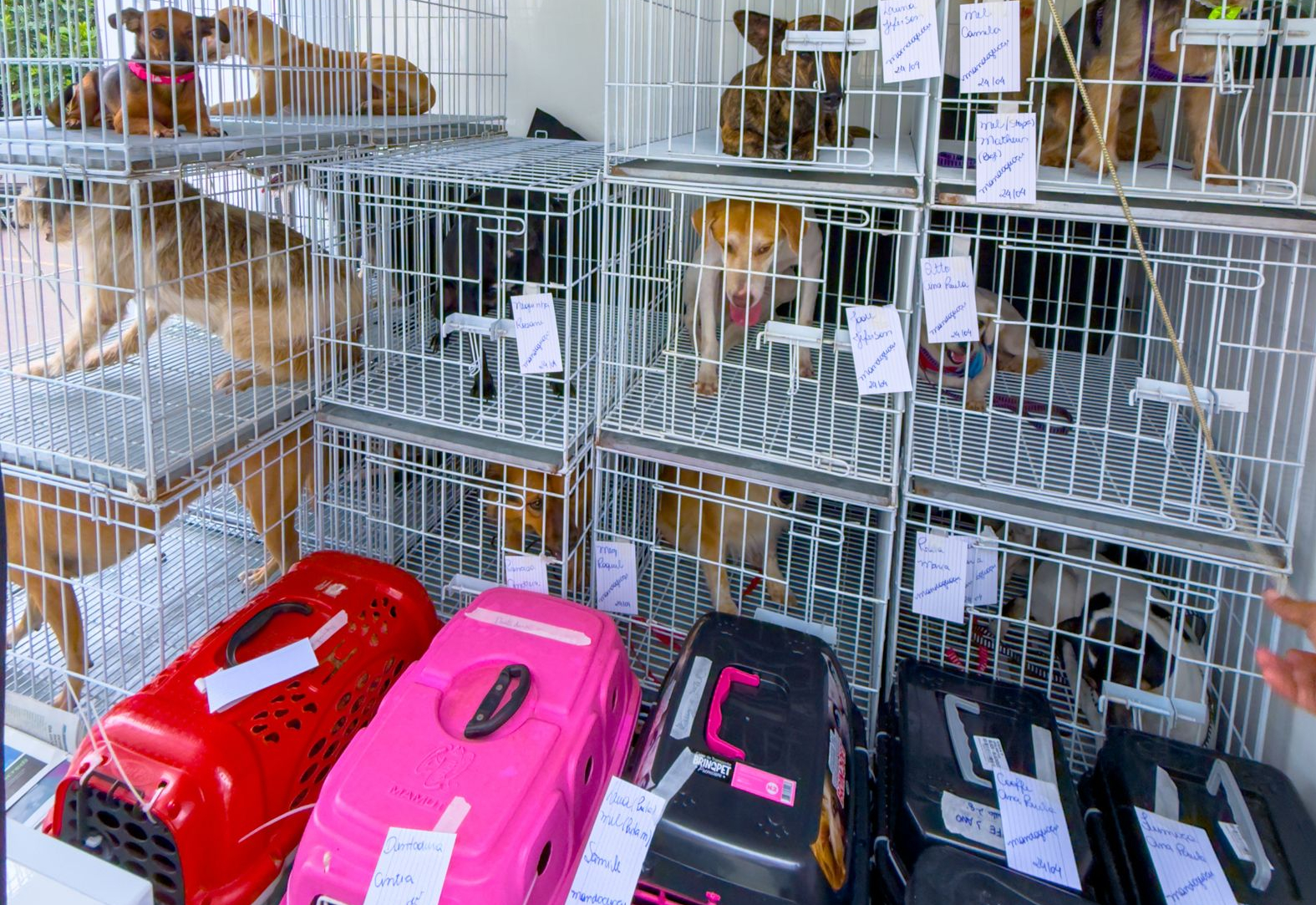 Programa de castração envia 23 animais para realização do procedimento