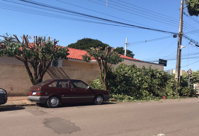 Secretaria do Meio Ambiente informa sobre poda e corte de árvores irregulares