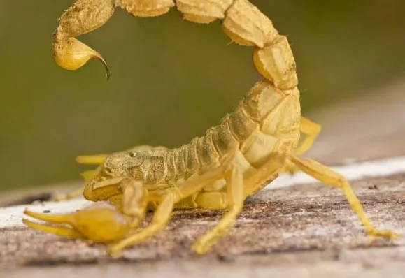  Alerta contra escorpião amarelo pede cuidado e prevenção