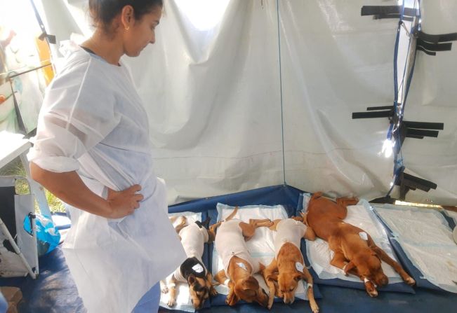 202 animais foram castrados esse fim de semana em Mandaguaçu